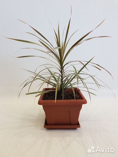 Драцены Маргината