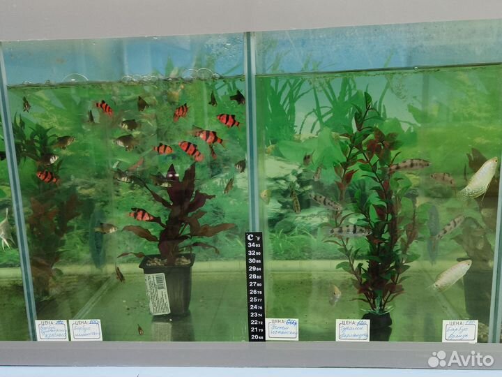 Аквариумные рыбки, Украшение для аквариума