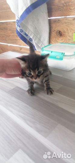 Отдам в добрые руки