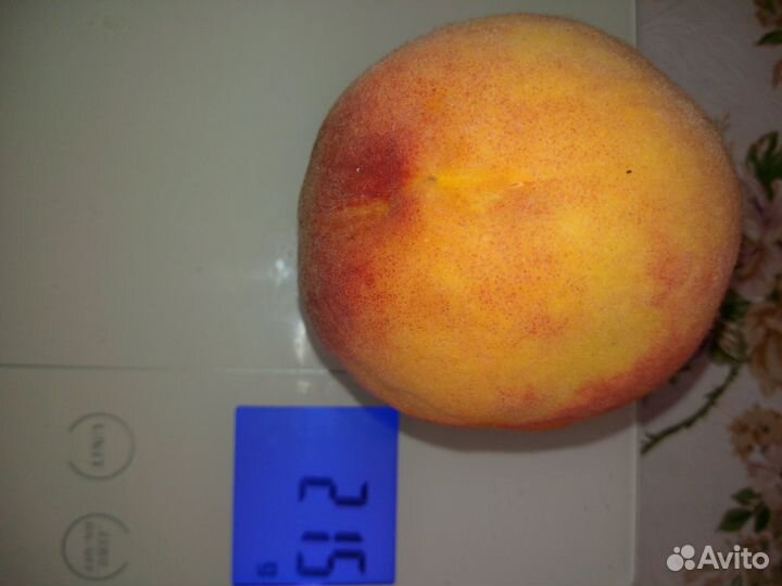 Саженцы клубника персик смородина ромашка колокол