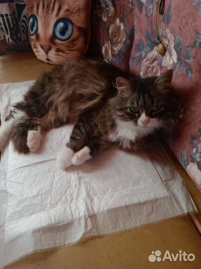 Миниатюрная красотка Мусяшка ищет добрые ручки