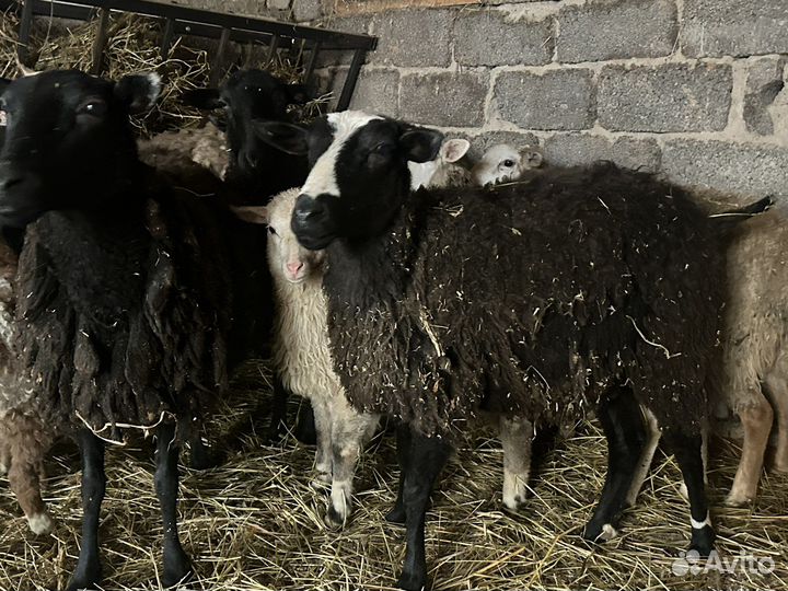 Овцы бараны