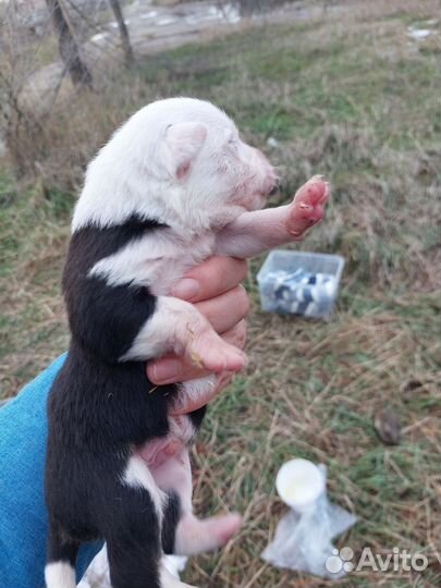 Спасёныши ищут дом