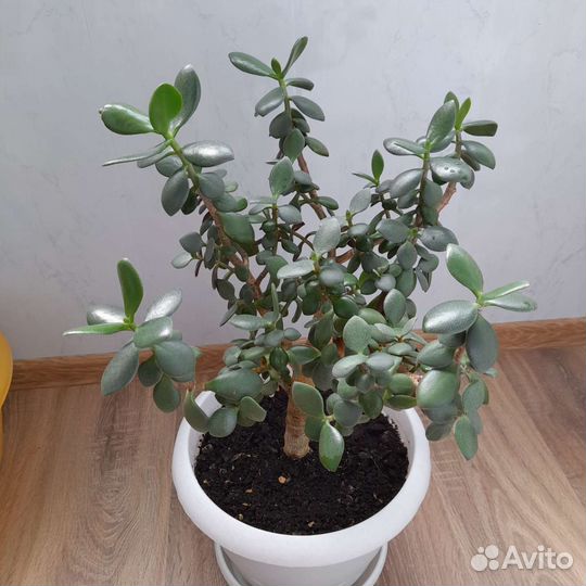 Крассула толстянка денежное