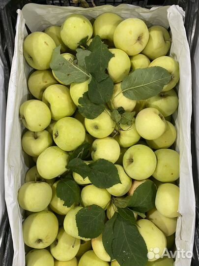 Яблоки белый налив