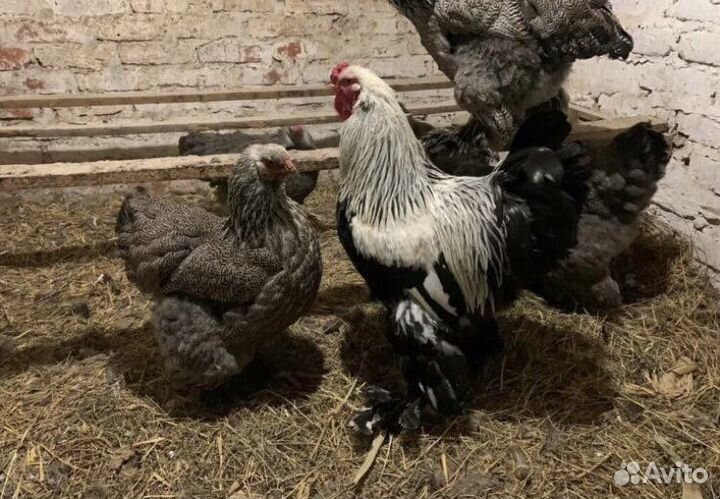 Яйцо инкубационное от Брамы темной