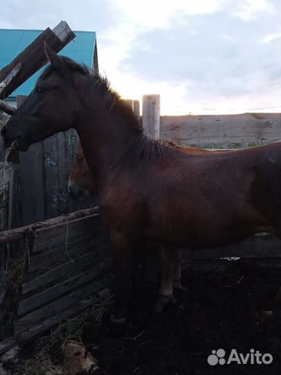 Продам коней