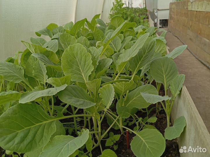 Рассада помидор перцев и капусты