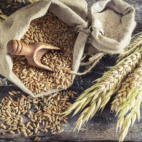 Зерно фуражное (пшеница ячмень)