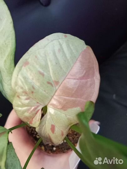 Сингониум Конфетти Милк