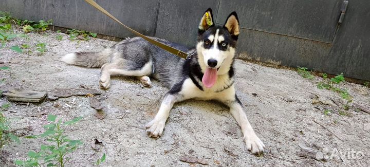 Хаски в добрые руки