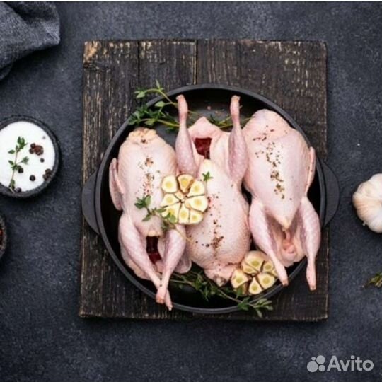 Перепела домашние