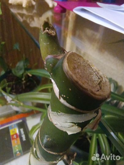 Диффенбахия (черенок)