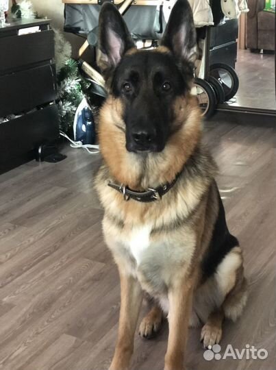 Ждем невесту