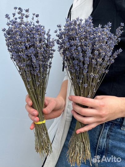 Крымская душистая лаванда