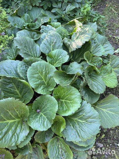 Лаванда, ирис, бадан, астильба, хосты, сирень