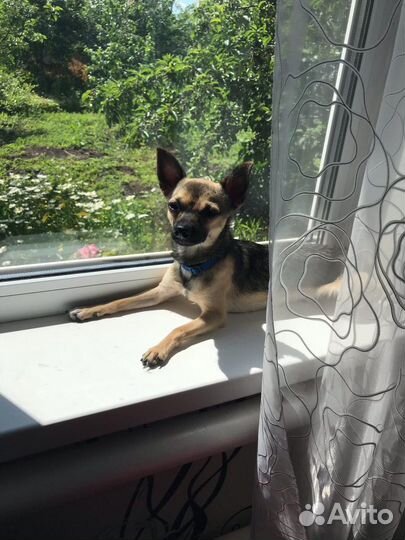 Вязка той-терьера