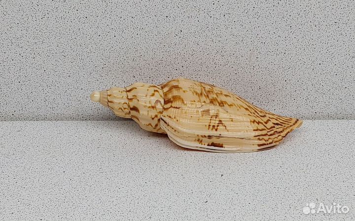 Фулгорария 11,1 морская ракушка раковина