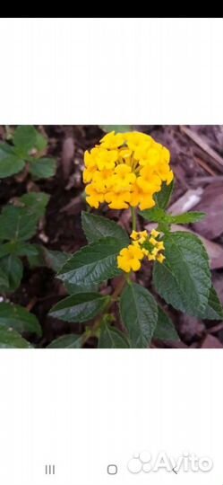 Лантана сводчатая жёлтая, розовая, красная, белая