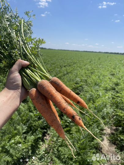 Морковь оптом