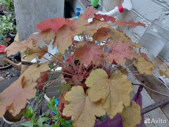 Гейхеры, хосты