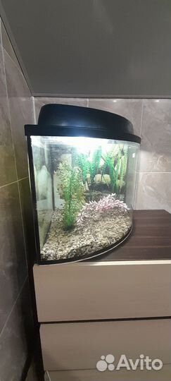 Аквариум