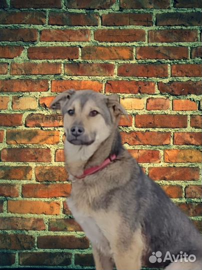 Собака в добрые руки отдам бесплатно