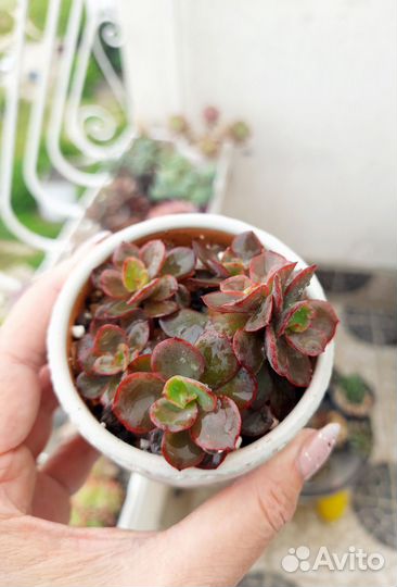 Суккуленты, эхеверии