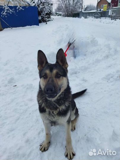 Восточноевропейская овчарка вязка