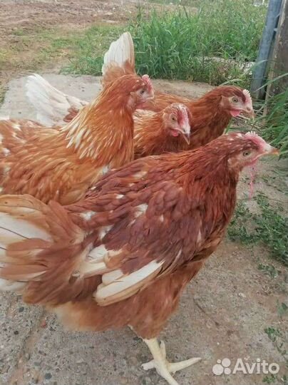 Куры несушки