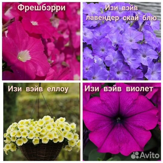 Рассада петунии