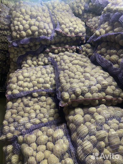 Семенной картофель