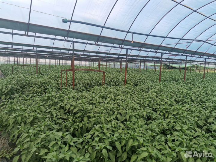 Перец «Халапеньо»