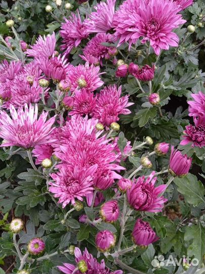 Хризантема