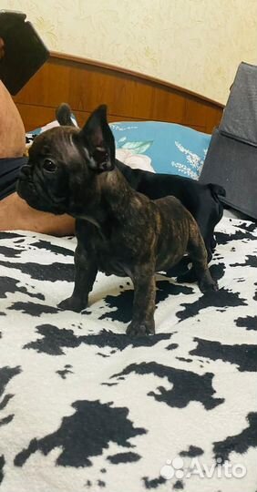 Щенки французского бульдога