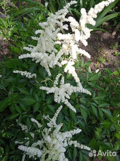 Астильба, розовые цветы, овсяница