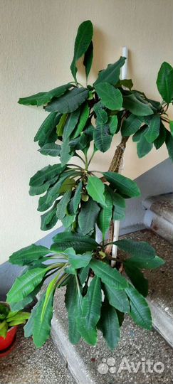 Молочай гребенчатый эуфорбия