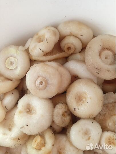 Грибы грузди сырые