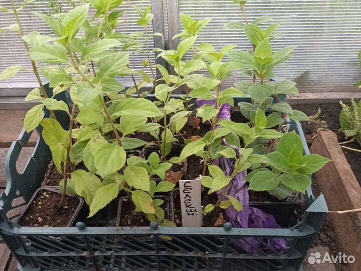 Гортензия саженцы