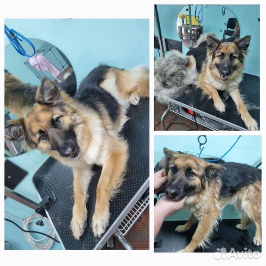 Услуги грумер.Стрижка собак кошек экспресс линька