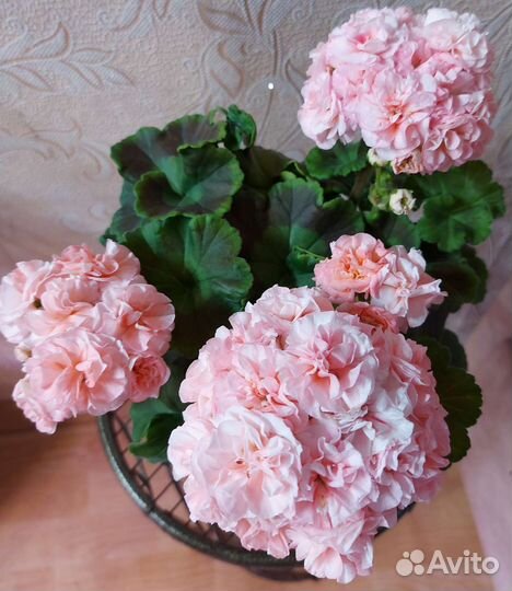 Пеларгония герань