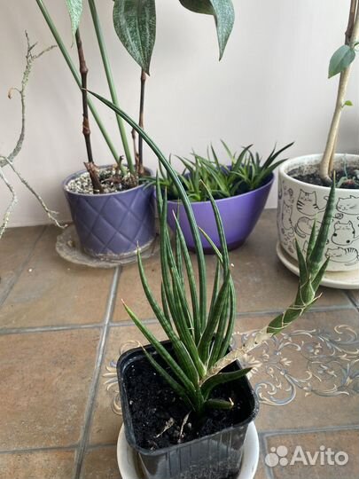 Сансевиерия францизи