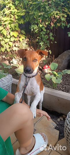 Собака для вязки