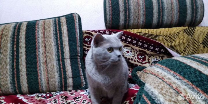 Отдаем в добрые руки