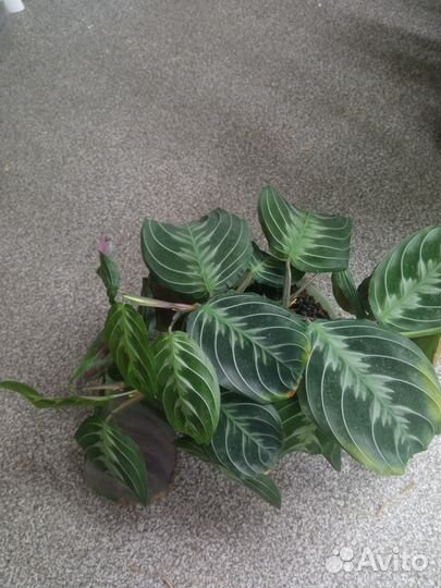 Жирянки, сингониумы, маранта, пеперомии