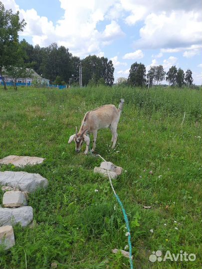 Продам козу