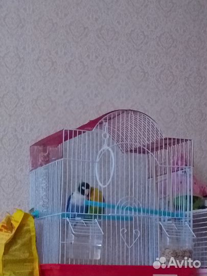 Попугай неразлучники с клеткой