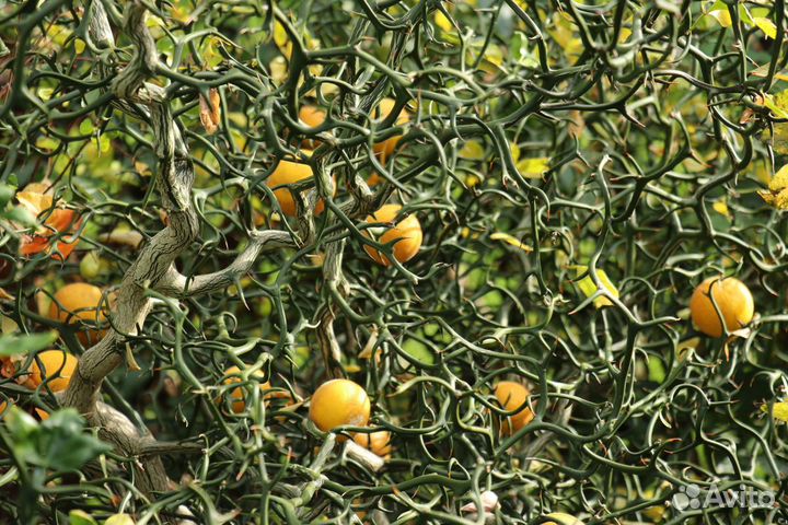 Понцирус (трифолиата)