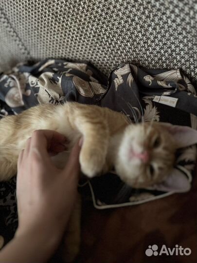 Котик в добрые руки