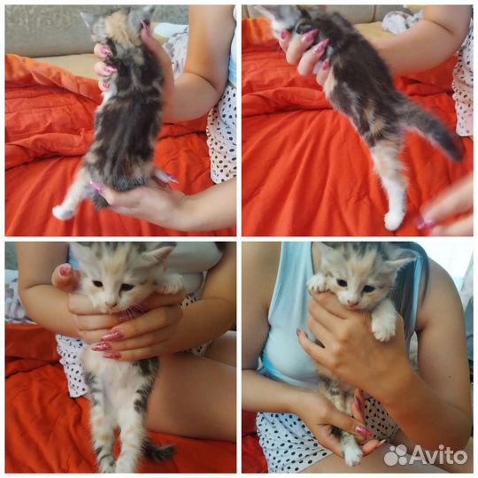 Кошка в дар